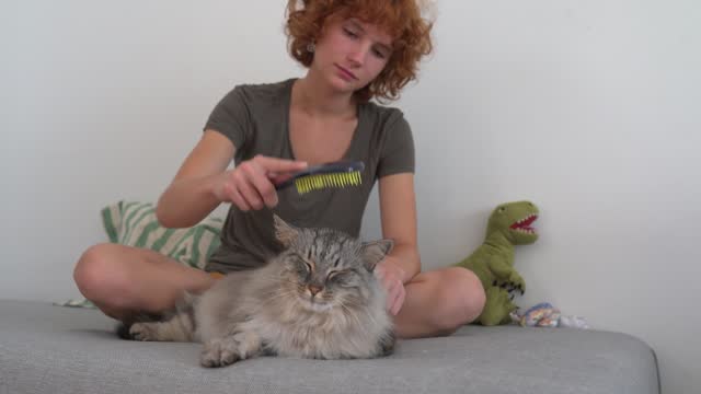 home life with pet. Teenage girl brushing domestic fluffy cat