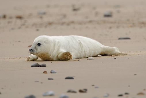 Grey Seal (Halichoerus grypus) pup in white natal fur heading down sandy beach

Horsey, Norfolk, UK.           December