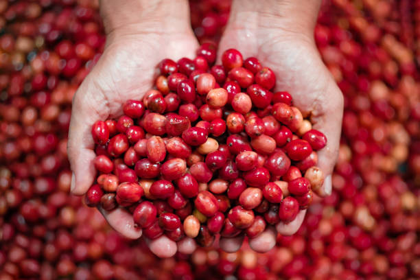 istock Cherry coffee beans on the hand 1695552792
