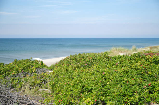 istock Rosehip thickets on the seashore on a clear summer day 1695555666