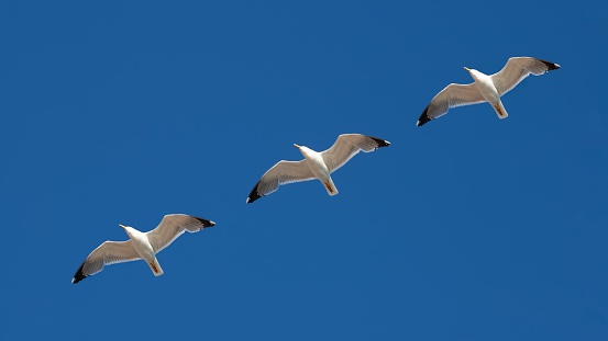 Pattern - flying seagulls on the blue sky