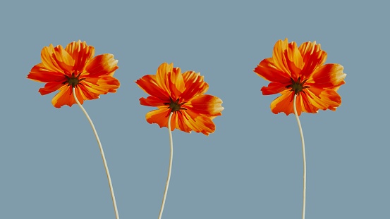 Three orange delicate flowers on legs, three poppies on a blue background