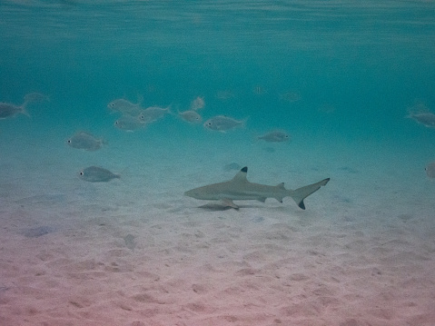 Shark underwater in Galapagos Islands, Ecuador