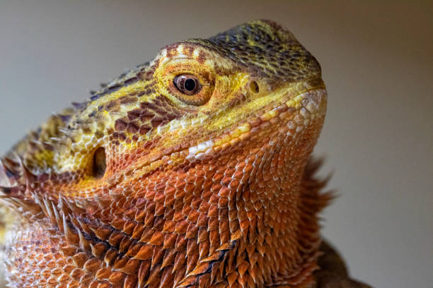 Image colorée d’un dragon barbu (Pogona vitticeps) montrant les détails des yeux, du visage et de l’échelle. - Photo