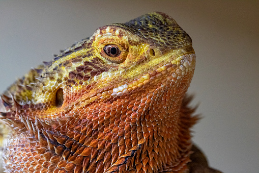 Detailed, portrait macro image of a Bearded Dragon (Pogona vitticeps).

 Bearded Dragons (Pogona vitticeps) are very popular pets. They originate from Australia where they inhabit deserts and other dry areas.
 They are very territorial and puff out their bodies and particularly their beards to look more dangerous. In captivity they can live up to 20 years.