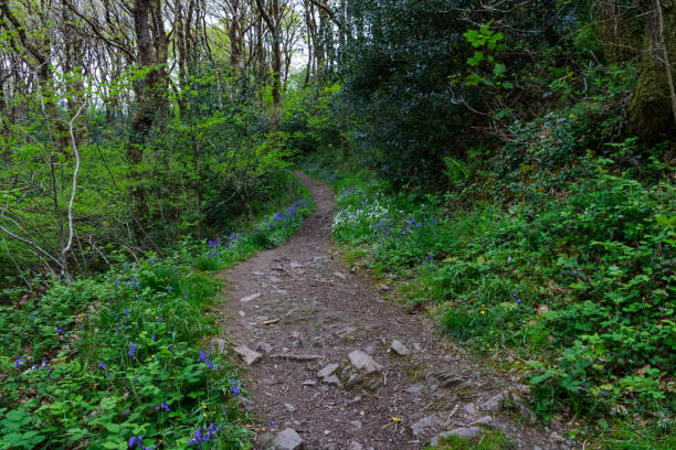 Bluebell Carpet and Woodland View: Plancher boisé avec une masse de jacinthes (Hyacinthoides non-scripta) et une branche de chêne tombée. - Photo