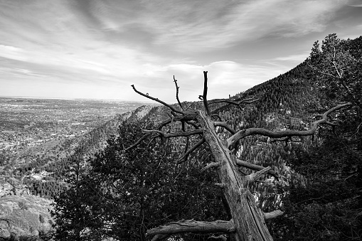 This a black and white photo of a tree limb that is hanging over the edge of a cliff. The tree is big enough for a person to walk out and try to touch the sky. It overlooks the base of the mountain and the land below our elevation.