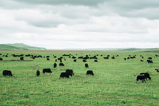 shot of green field with dramatic rainy clouds