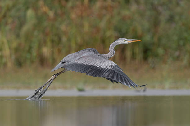 istock The leap before the flight, grey heron in the wetlands (Ardea cinerea) 1695608286