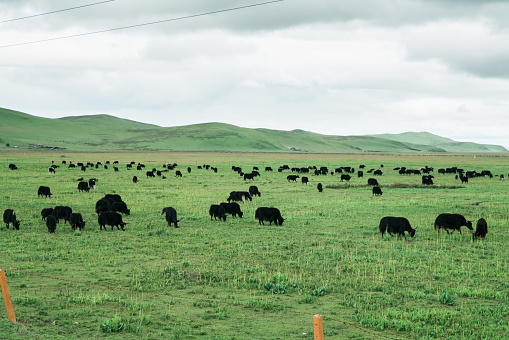 Yaks at prairie