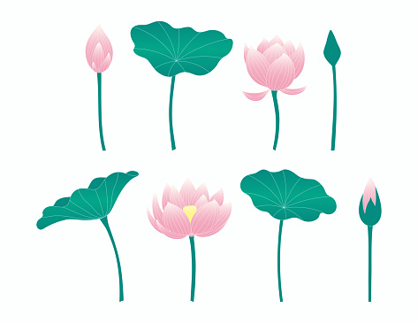 Lotus flowers, leaves, floral design elements collection, isolated on white. Botanical clipart set. Hand drawn vector illustration. Line drawing. Modern style. Mid Autumn Festival card, poster, banner