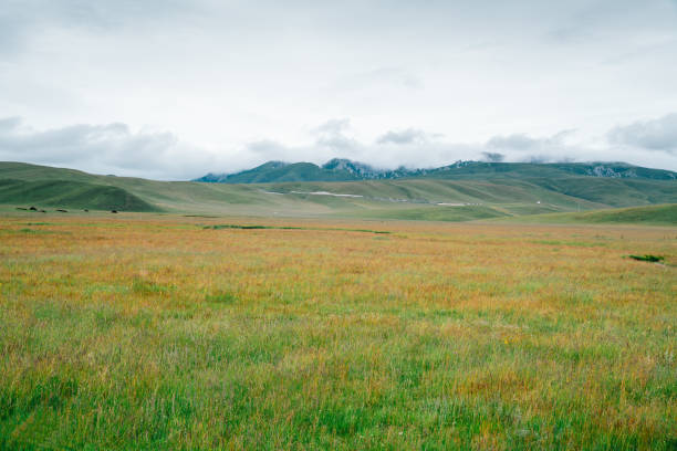 Luxuriant pasture at summer, Gansu Province, China