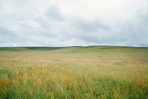 Luxuriant pasture at summer, Gansu Province, China