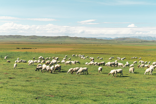 Flock of sheep grazing in a hill at sunset