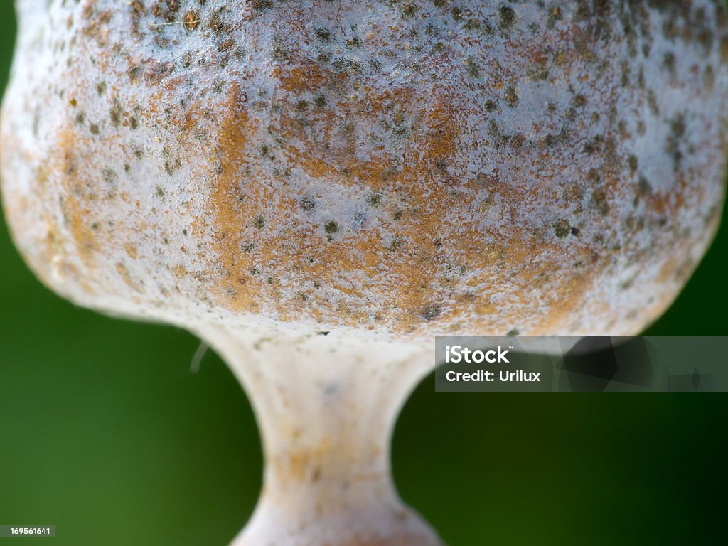 An opium pod A macro photo of a dry opium plant Agriculture Stock Photo