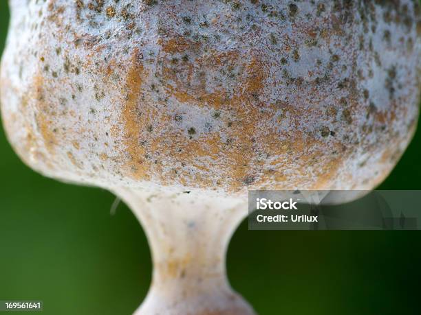 An Opium Pod Stock Photo - Download Image Now - Agriculture, Close-up, Color Image