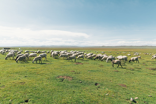 Group of sheep in prairie