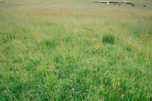 Luxuriant pasture at summer, Gansu Province, China