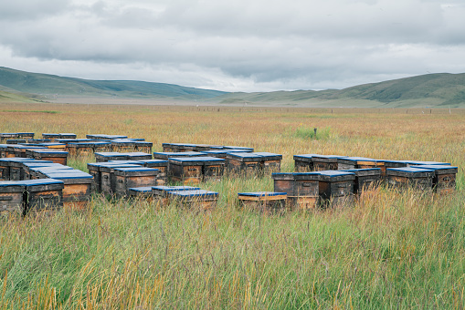 Hives at pasture, Gansu Province, China