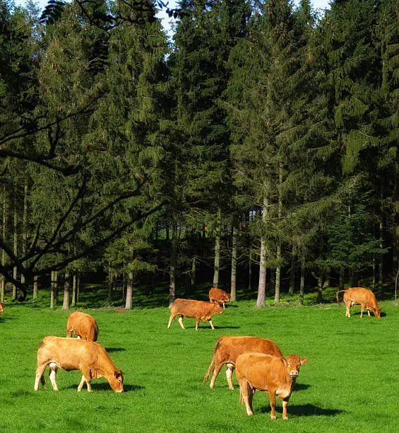 A landscape photo of red cows and farmland