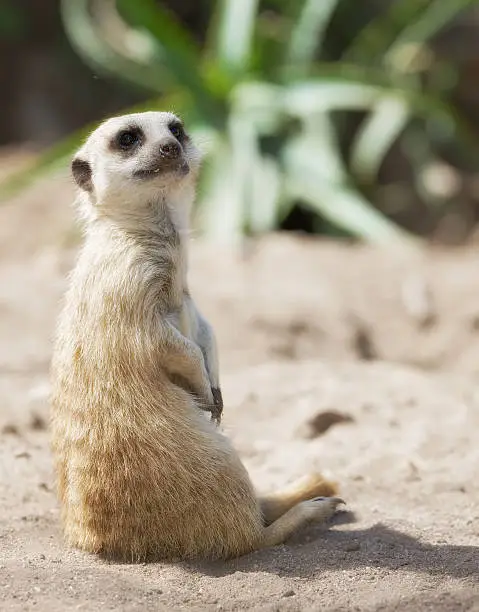 Alert meerkat sitting in the sand outdoors