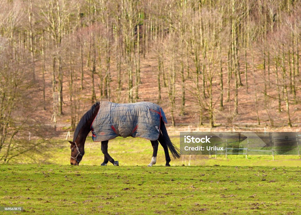 Trata-se de um cavalo de vida - Foto de stock de Agricultura royalty-free