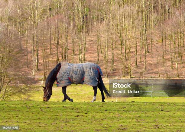 Foto de Tratase De Um Cavalo De Vida e mais fotos de stock de Agricultura - Agricultura, Animal, Animal de estimação