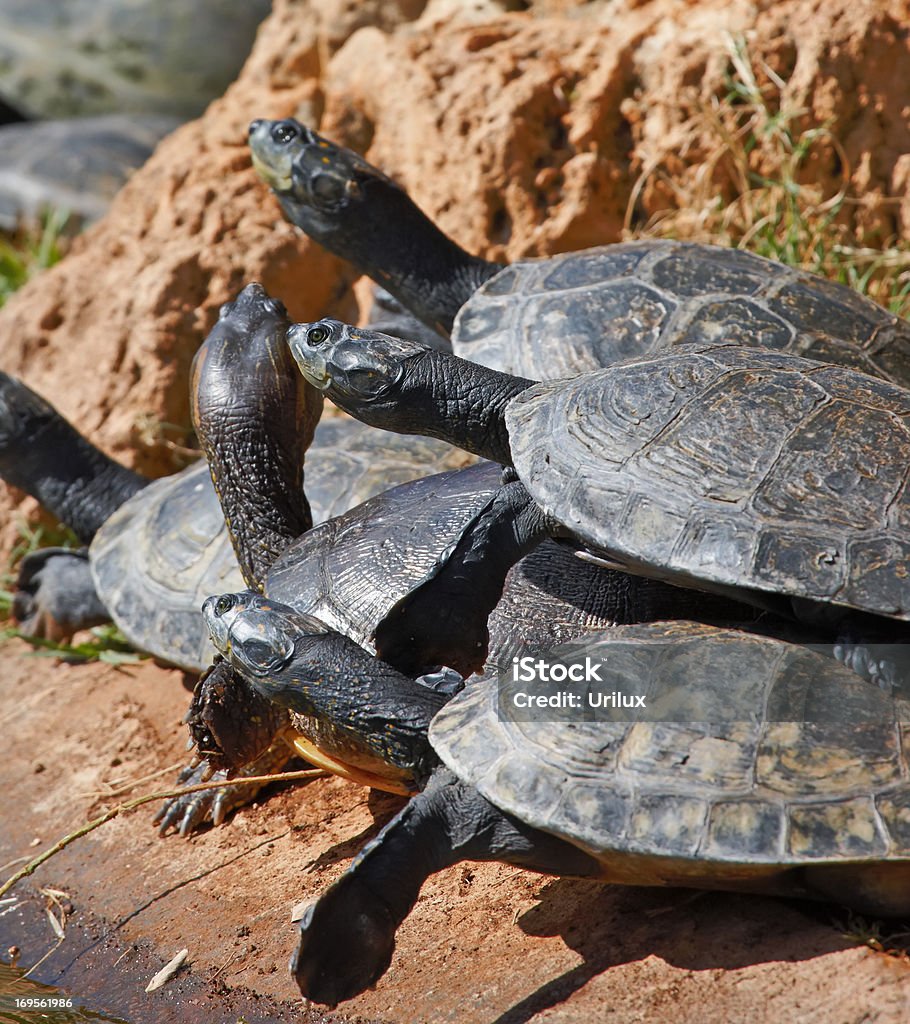 The life of a turtle - Reptiles Turtles in the warm sunshine Animal Stock Photo