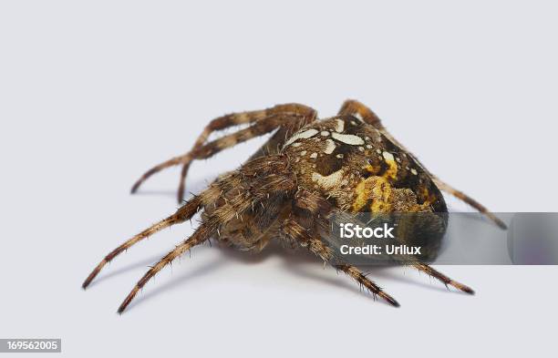 Ein Spinnentier Nähe Stockfoto und mehr Bilder von Angst - Angst, Auge, Braun