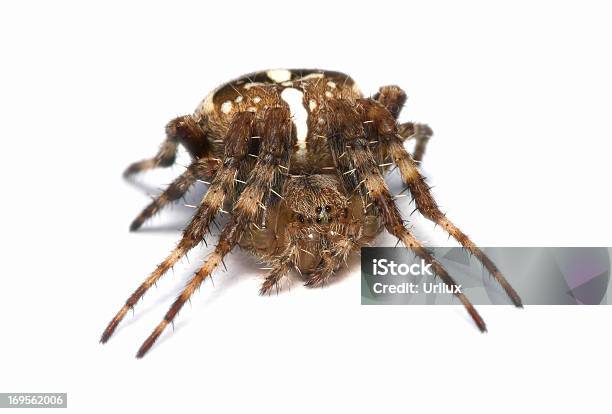 수탁인이 거미류 가까운 8에 대한 스톡 사진 및 기타 이미지 - 8, 갈색, 거미