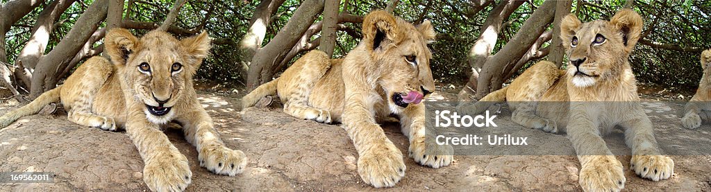 lion sauvage des cubs - Photo de Afrique libre de droits