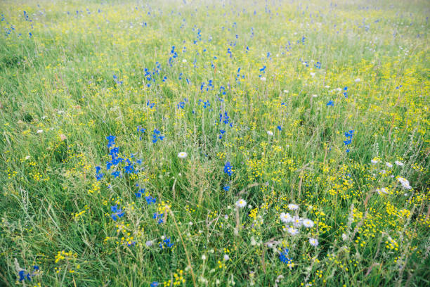 Luxuriant pasture at Sankoh Prairie(桑科草原), Gansu Province, China