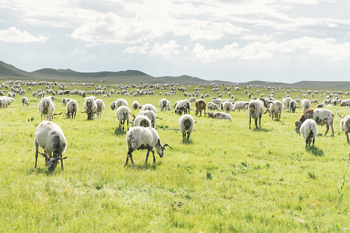 Group of sheep in prairie