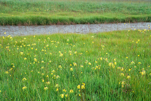 Wetlands of the national park Dwingelderveld in Drenthe, Netherlands