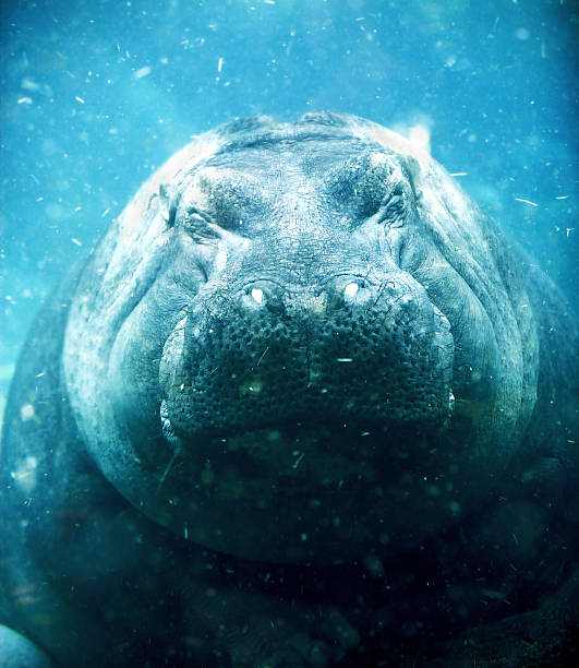 under the sea - hippopotamus amphibian sleeping hippo sleeping - fotografias e filmes do acervo