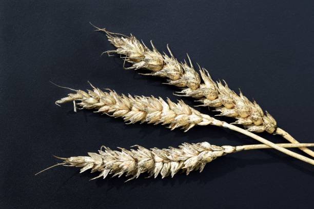 istock Wheat ear with black (sooty) head mold of wheat 1695631794