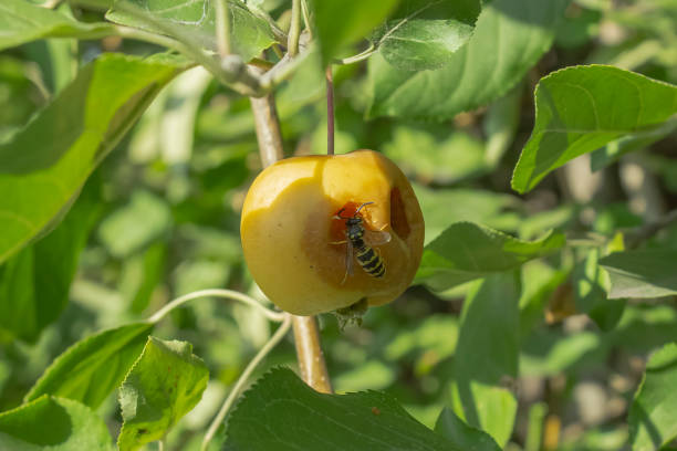 uma maçã madura, comida por uma vespa, está pendurada em uma macieira, com uma vespa no centro. - rotting fruit wasp food - fotografias e filmes do acervo