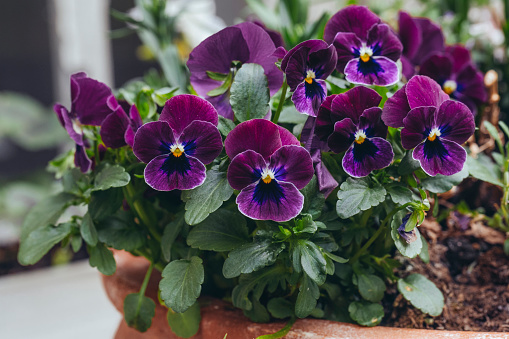 Purple pansy flower plant Spring Matrix variety on white. Floral edible food decoration, herbal medicine. Treats dandruff, itching, cradle cap, acne, purifies blood, skin disorders, psoriasis.