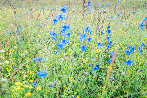 Blue wildflowers(Delphinium grandiflorum L., 翠雀) at Sankoh Prairie(桑科草原), Gansu Province, China