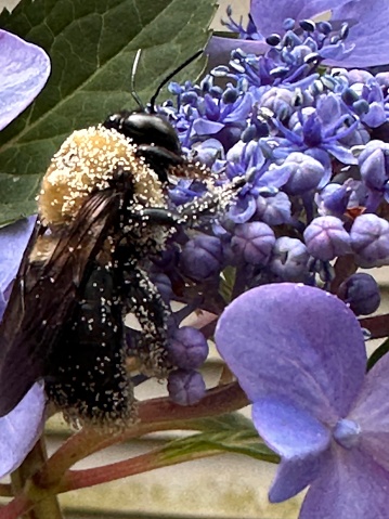 Large bumblebee on purple hydrangea