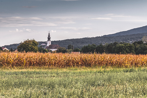 Cornfield