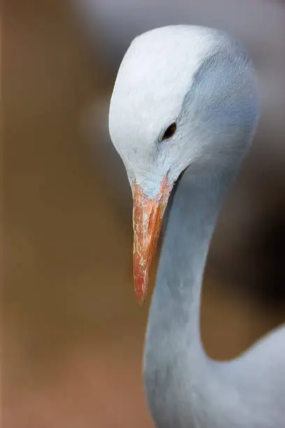 Closeup of a white crane