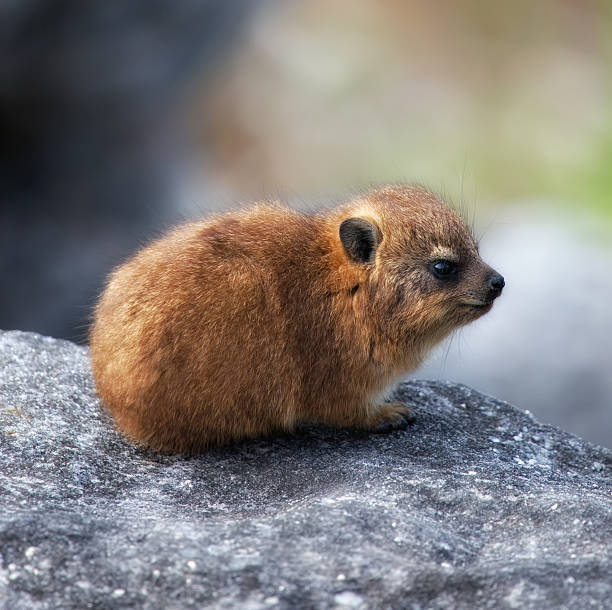 Dreamy little Dassie A Soutern African dassie sitting on a rock hyrax stock pictures, royalty-free photos & images