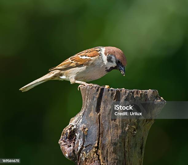 Disfruta De Un Tratamiento Foto de stock y más banco de imágenes de A ver pájaros - A ver pájaros, Aire libre, Ala de animal