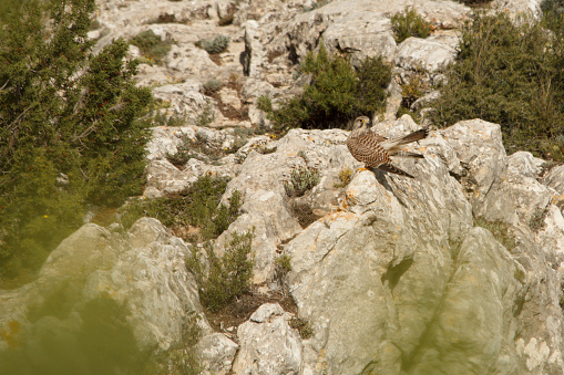 Falco tinnunculus, common kestrel perched on rocks at Alt de les Pedreres in Alcoi, Spain