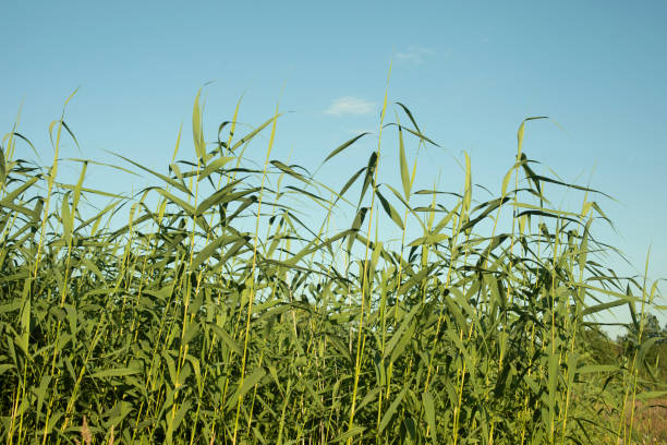 Green plants and blue skies. Tall marsh grass. Sedge in summer. Long stems of plants.