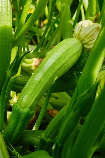 Green young zucchini with yellow flower. Green squash in vegetable field. Gardening background with zucchini plant in open ground. Shallow depth of field