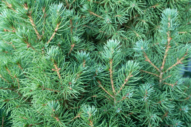 background from growing evergreen fir tree. pine branches with needles for publication, poster, screensaver, wallpaper, banner, cover, post. high quality photo - growth new evergreen tree pine tree imagens e fotografias de stock