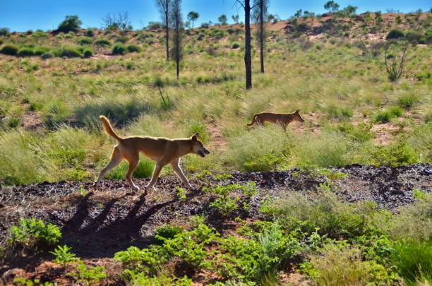dingos im busch, northern territory, australien - dingo stock-fotos und bilder