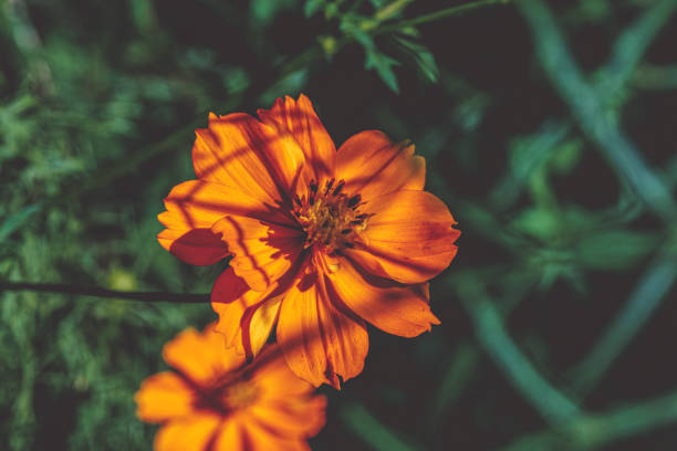 Summer/Autumn Flowers